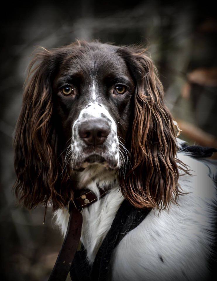 Image d'un chien