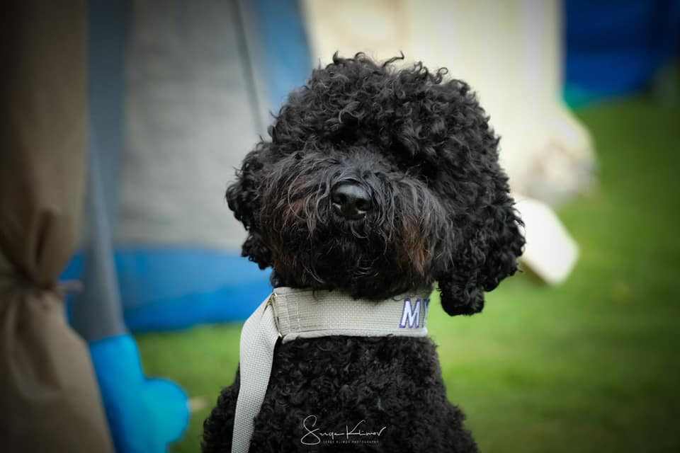 phot dechien
